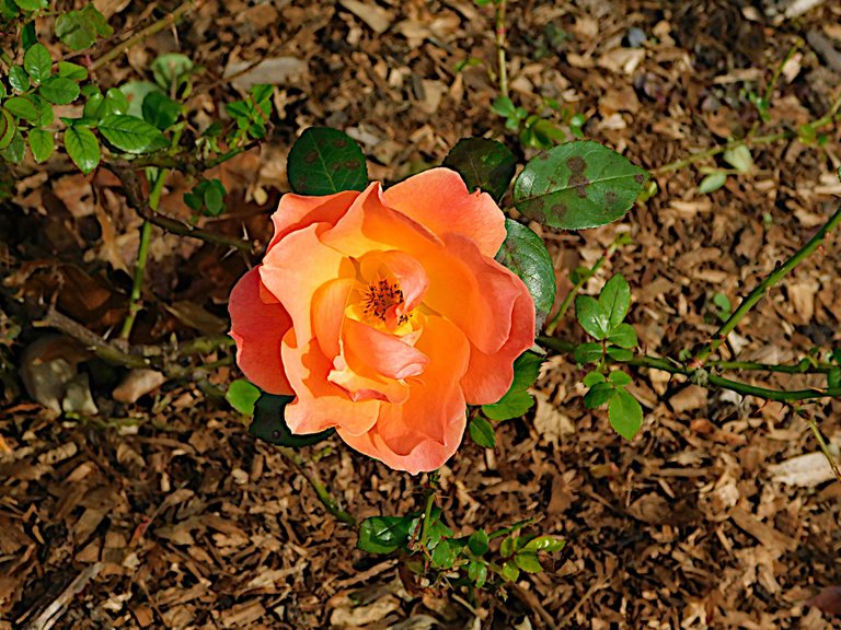 red rose up close autumn4.png