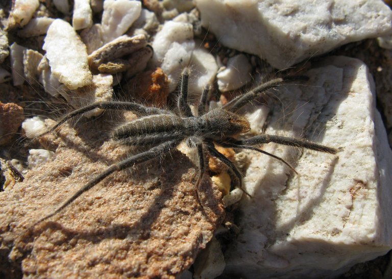 Solfugid in veld near Uniondale Western Cape jonrichfield 3.0.jpg