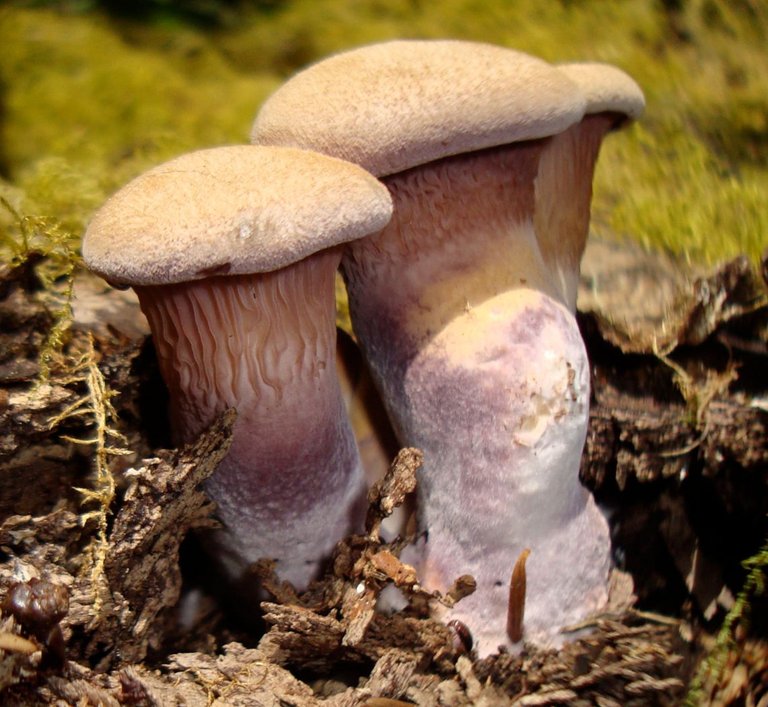 fungus Panus-conchatus.jpg