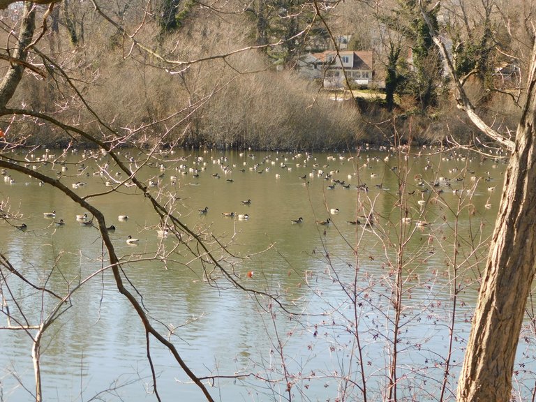 birds on millpond centerport2.jpg