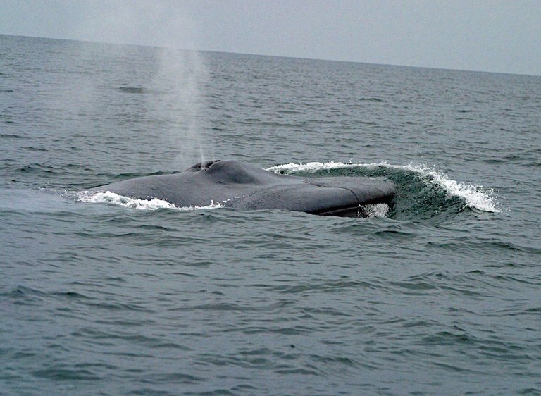 Bluewhale1 noaa public.png