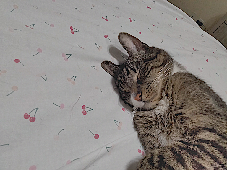 eli taking a snooze2.png