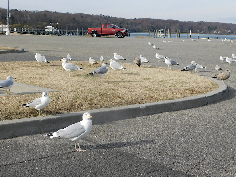 birds on the road.png