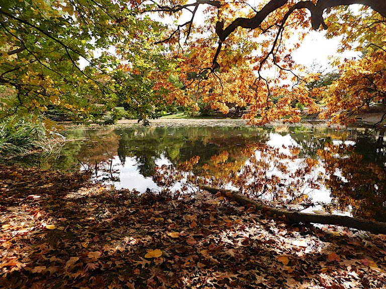 pond with ripples and orange leaves.png