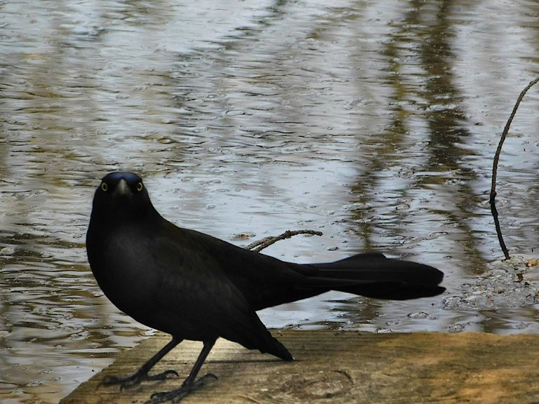gracken looking straight at me.png