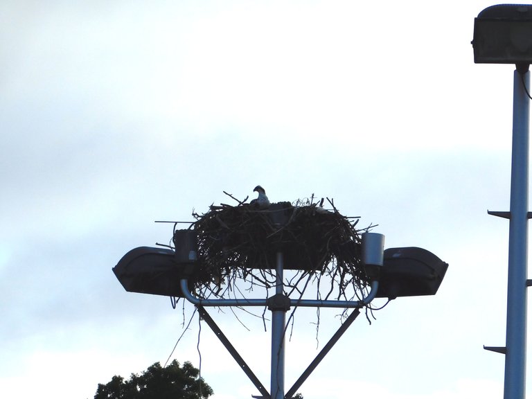 osprey in the nest.png