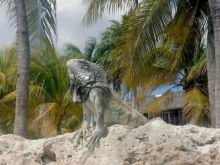 Even better iguana.png