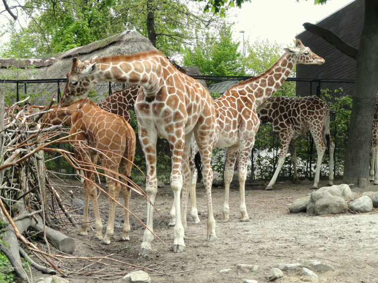Giraffes_-_Copenhagen_Zoo_-_DSC09012Daderot 001.png