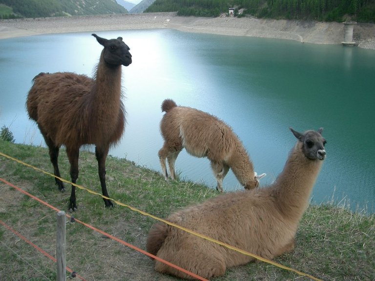 Llamas,_Vernagt-Stausee,_Italy Andrija12345678 4.0.jpg