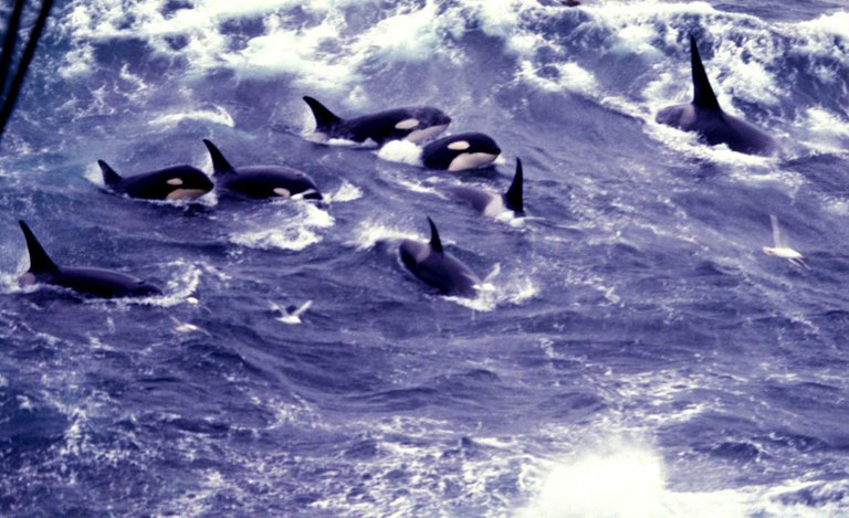 whales killer Pod credit Allen Shimada NOAA punlic.jpg