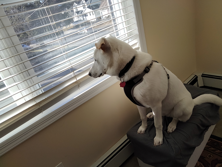 alpy looking out the window.png