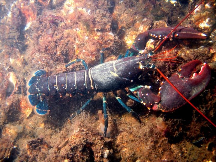 lobster European Bart Braun.jpg