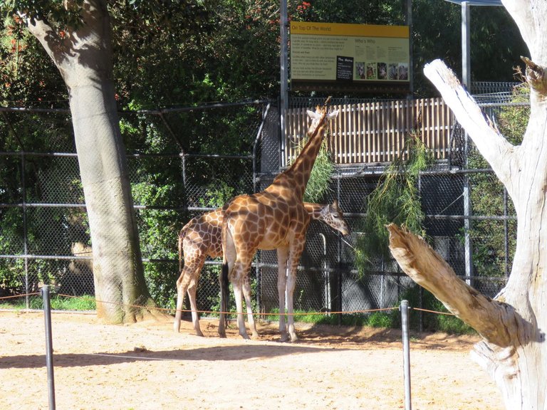Giraffe_(Giraffa_camelopardalis)_in_Perth_Zoo,_September_2021_01 Calistemon 4.0.jpg