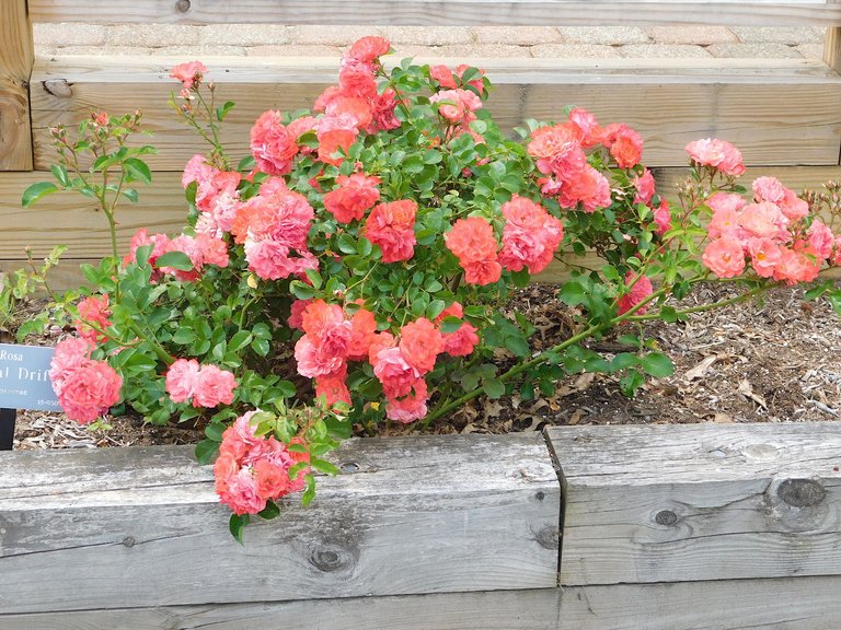 rosa caral drift rosaceae planting fields plant.png