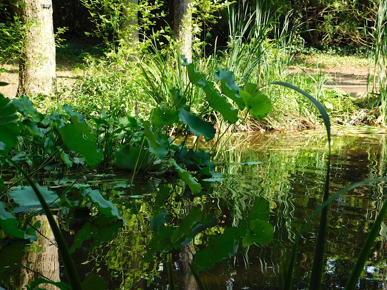 plants and pond clark.png