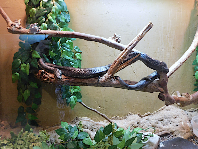 black rat snake whole2.png