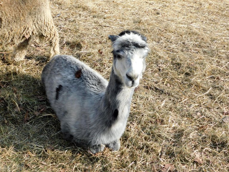 llama looking at me grey.png