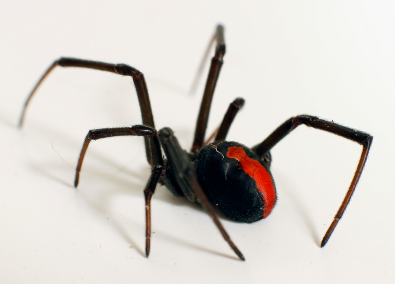 Australian redback spider Latrodectus_hasseltii_-Sydney,_Australia-8 Laurence Grayson from Suffolk, UK 2.0.png