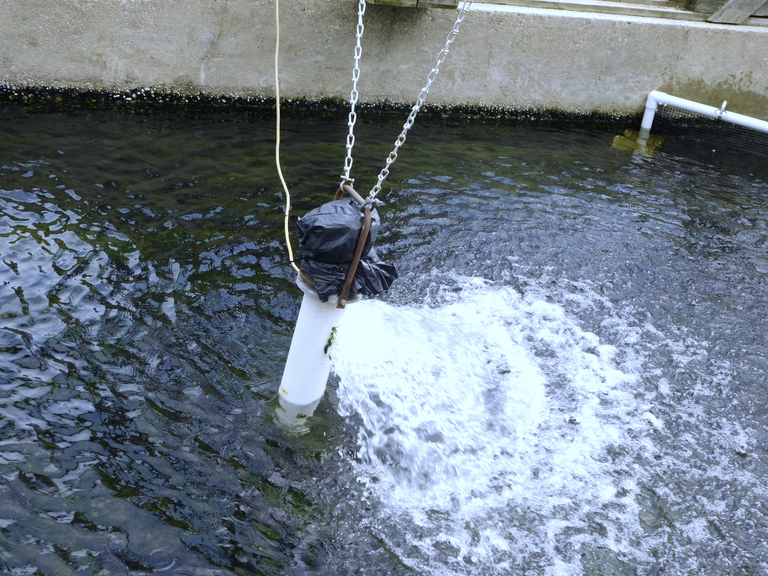 aerating fish pool.png