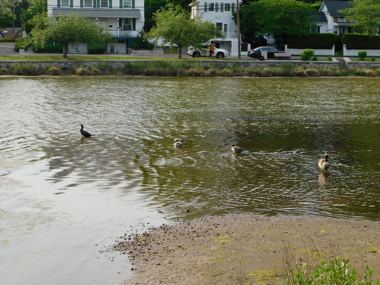 birds in the water mill pond.png