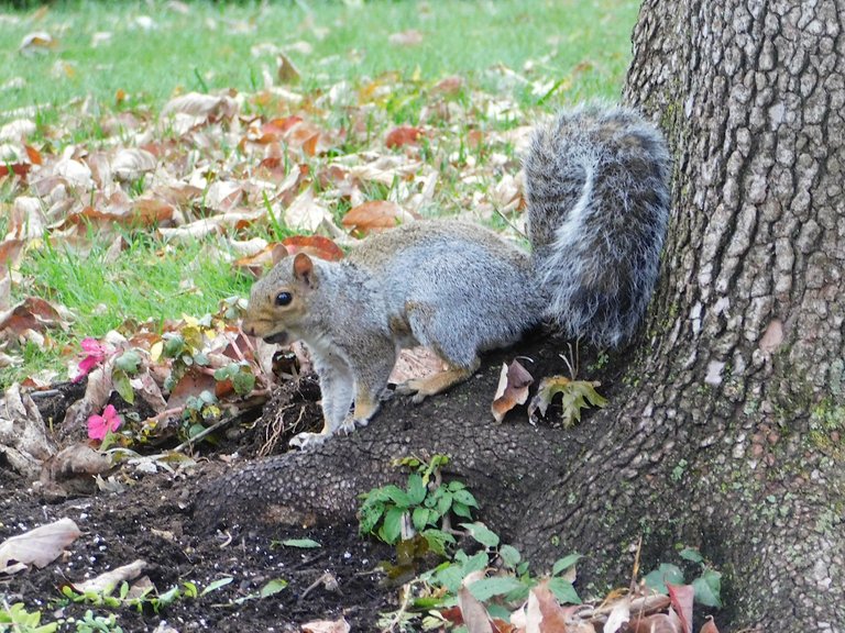 squirrel scurrying in fall.png