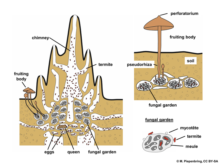 Termitomyces termite mound fungal garden termite M.Piepenbring 3.0.png