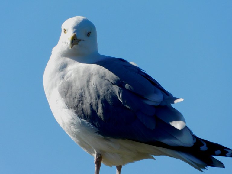 bird up close northport5a.png