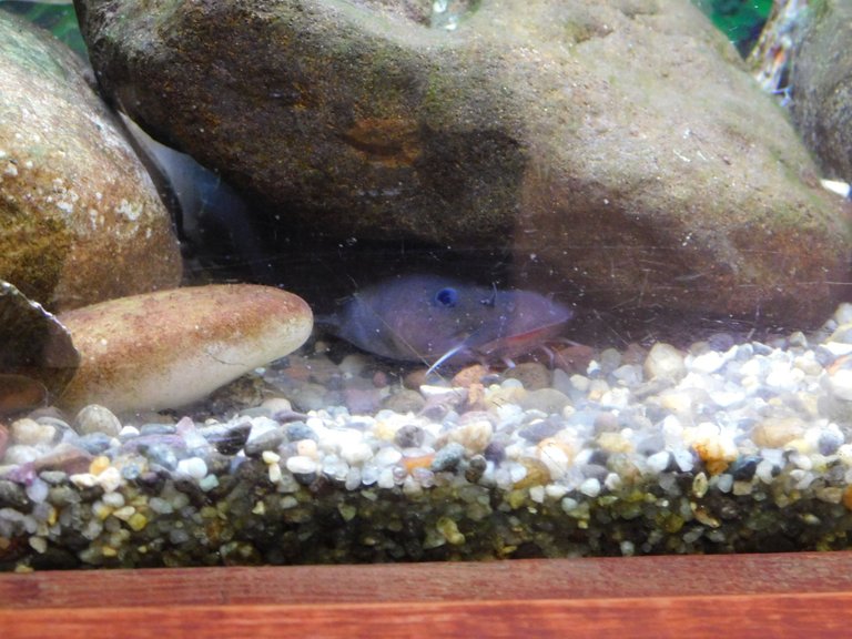 margined madtom.jpg