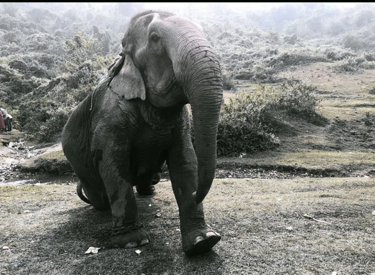 Elephant_in_Assam Baby Devi 26 4.0.jpg