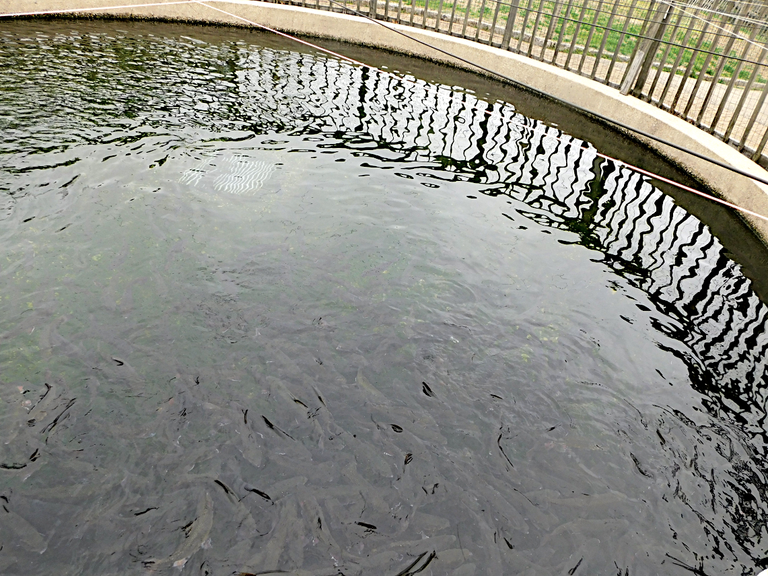 fishe swimming3.png