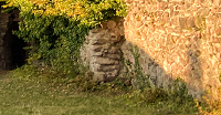 rock face.png