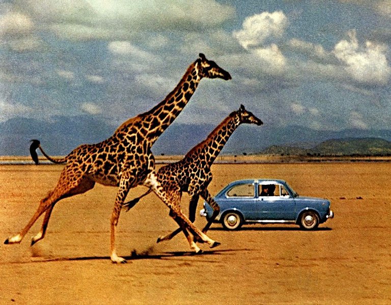 giraffe racing a fiat public 1964 italy.jpg