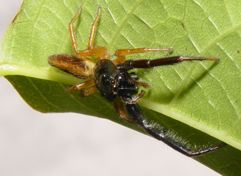 jumping spiders Trite.planiceps chelae 1.2.png