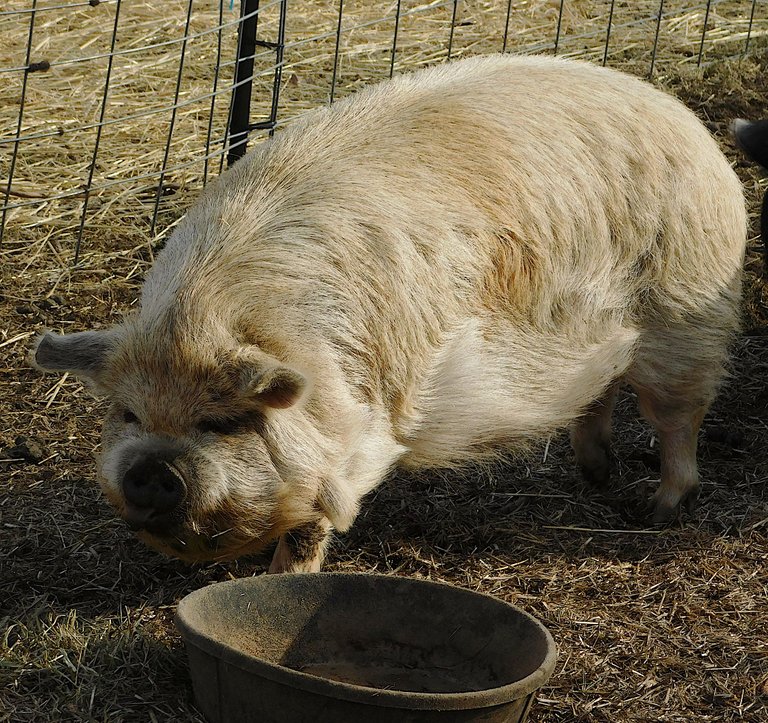 pig snout.png