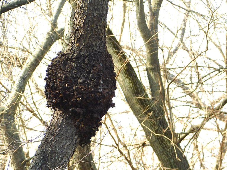 tree knot.png