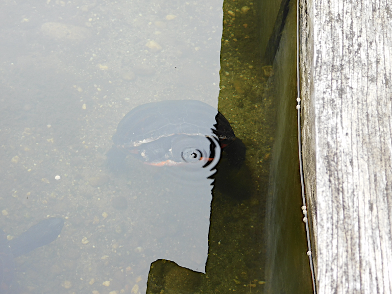 turtle pulling 2his nose in CSPH.png