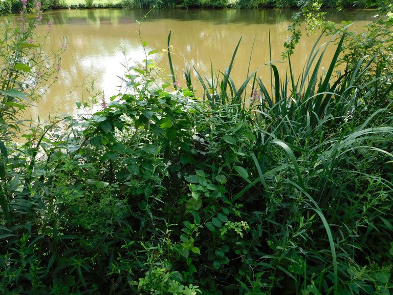 pond view2 whitney.png