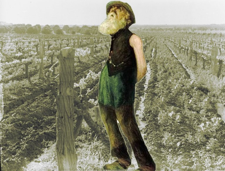 vineyard australia 1935 public2 captain frank hurley man.jpg