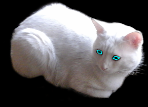 yaziris cat white2.png