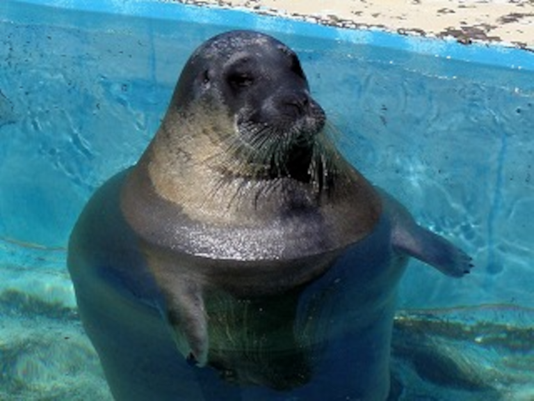 Bearded Seal Otaru 3.0.png