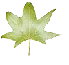 leaf accent.png