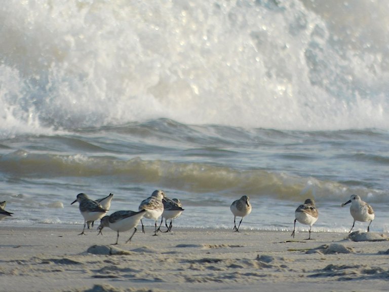 wave chasing sanderling.png