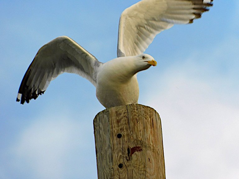 gull with wings spread.png