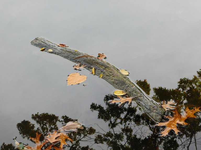log floating in water fall.png