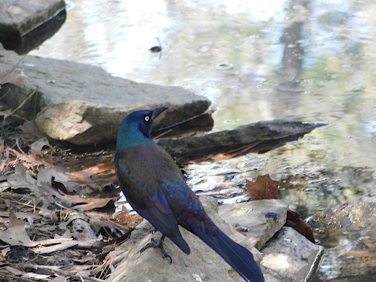 gracken turning its head blue.png