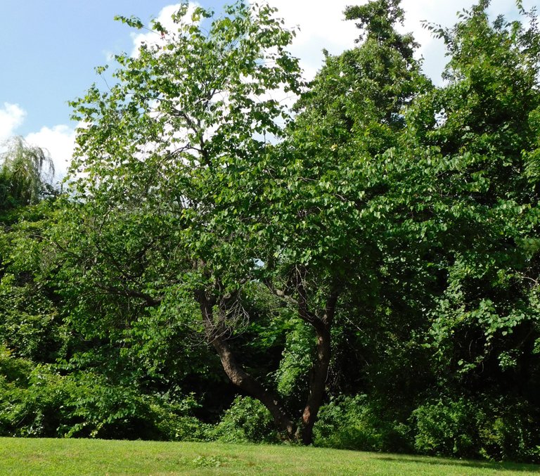divided tree whitney park smaller.png