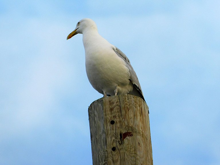 gull on pole side view.png