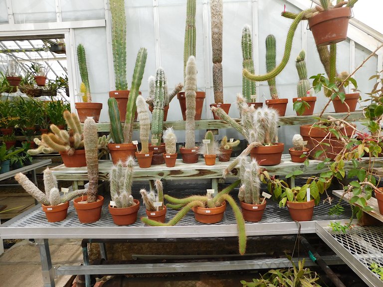 cactus collection.jpg