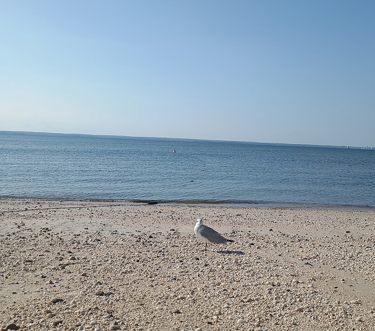 seagull on beach.png