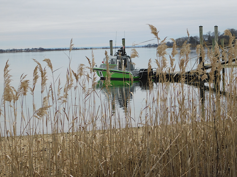 boat in the reeds oyster bay.png